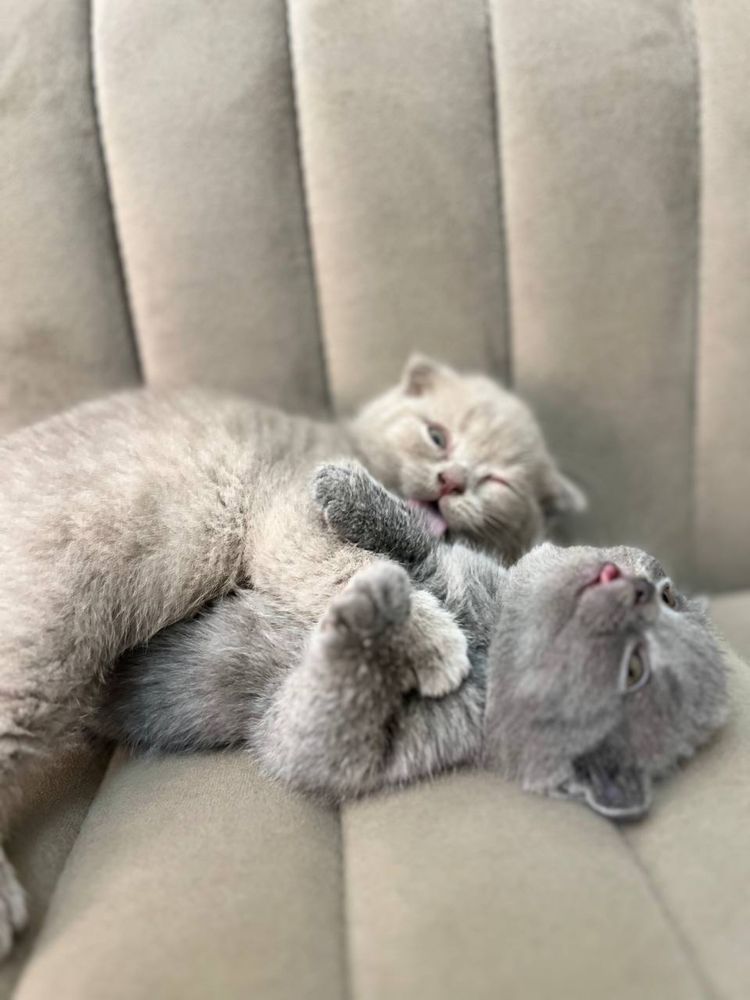 Scottish fold mushuklar sotiladi
