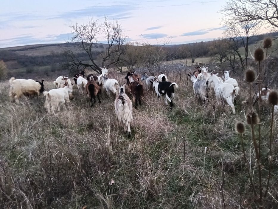 Capre foarte bune de vînzare