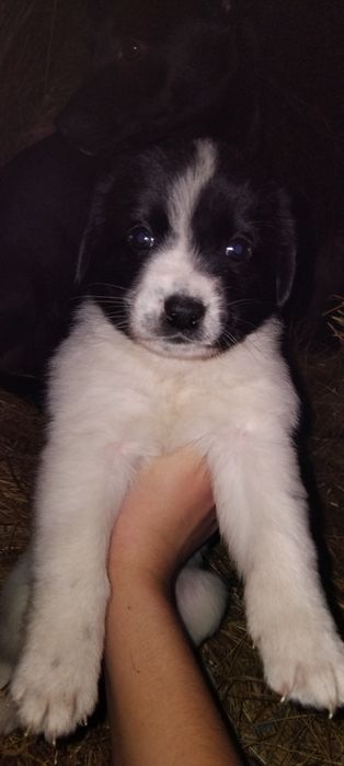 Donez puiuți de câine ! Nu am posibilitatea să-i păstrez!