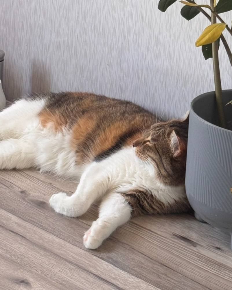 Отдам в добрые руки кошечку трехцветку.