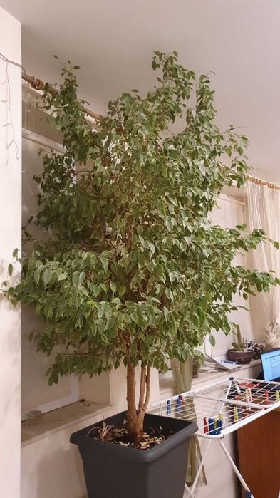 Голям фикус Бенджамин с пъстри листа