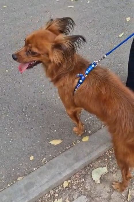 Отдам в добрые руки, кобель русского тоя