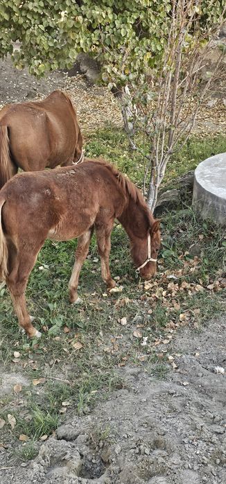 Ona bola ot sotiladi bolasi erkakcha