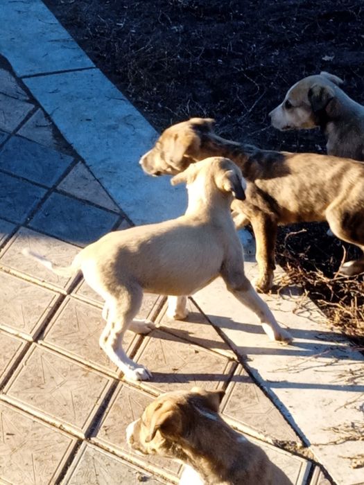 Продам щенят от рабочих родителей породы грейхаунд английская борзая