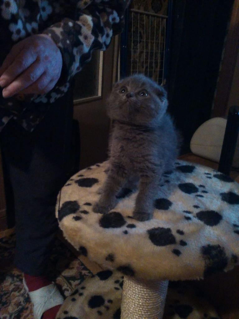 Scottish fold shorthair blue