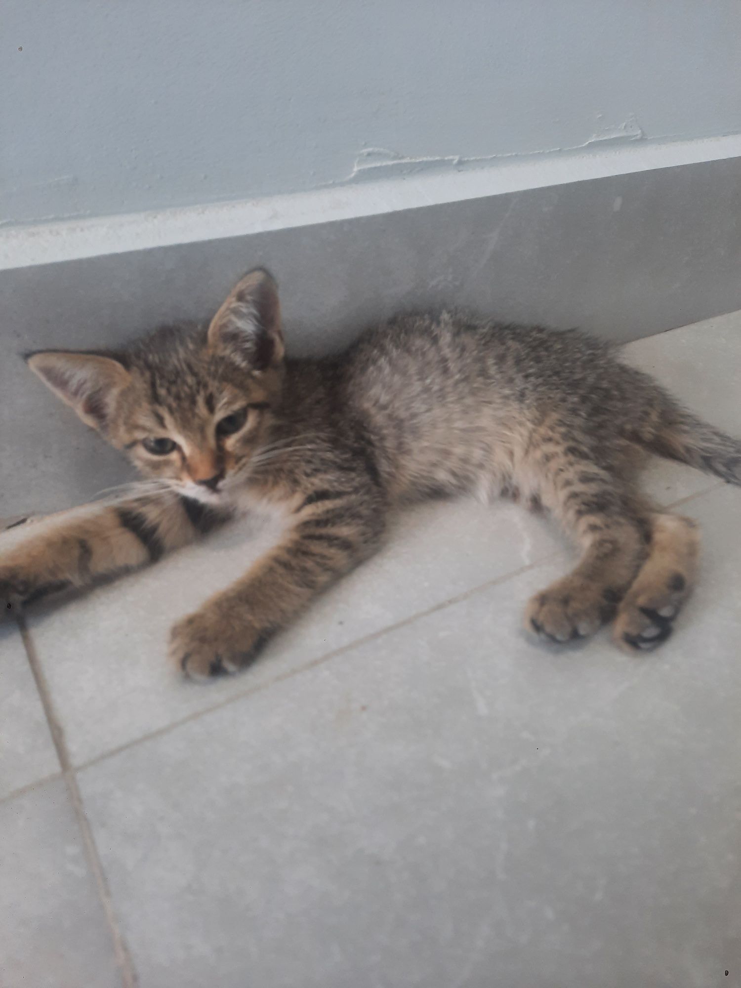 Котенок отдам бесплатно. Хорошую руку.