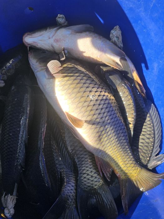 Crap romanesc vara 3