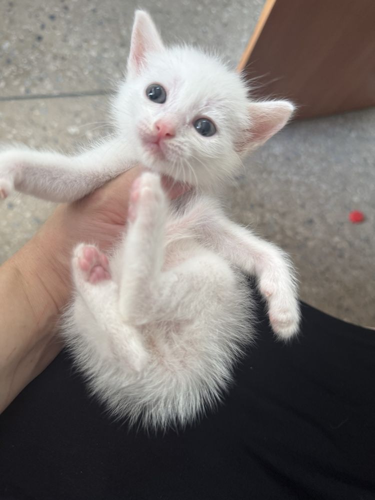 Милые Котята ищут дои