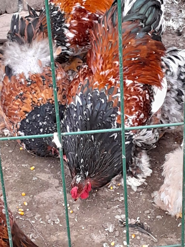 Perechea păsări din rasa brahma porțelan