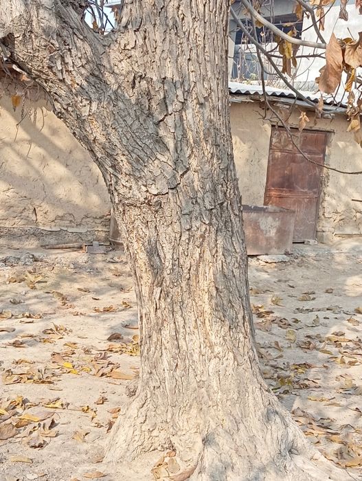 Yogʻoq daraxti  yoshi 40 da butun umri davomida halol xizmat qildi