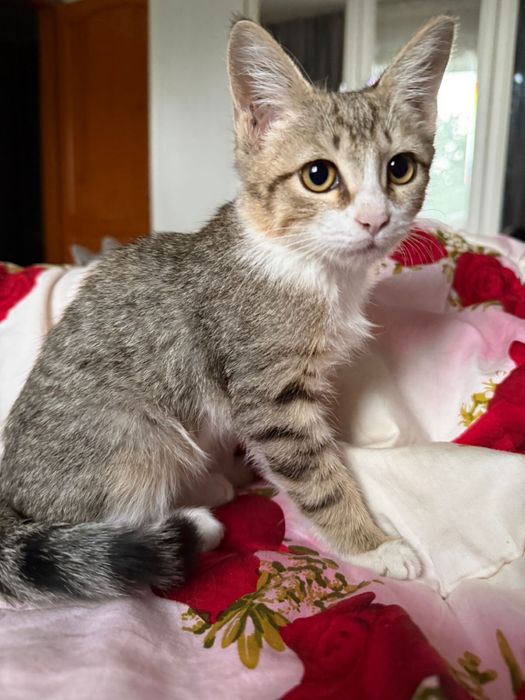 Котенок ищет дом, в хорошие руки