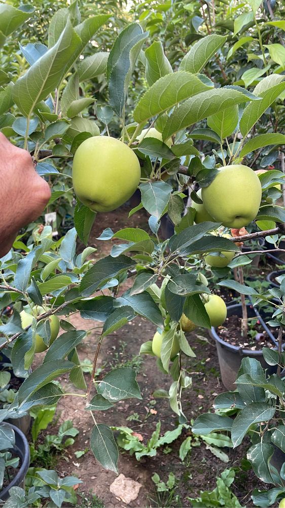 Pomi fructiferi pe rod