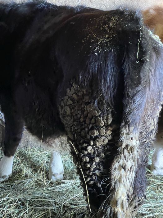 Doua vitele de 7 luni