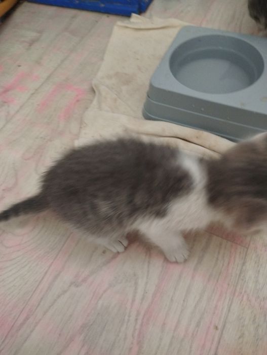 Котята 3 мальчика 1 девочка