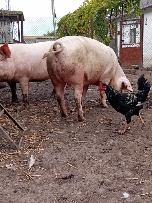 Vând ce se vede în poze