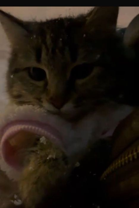 Сибирская кошка в добрые руки