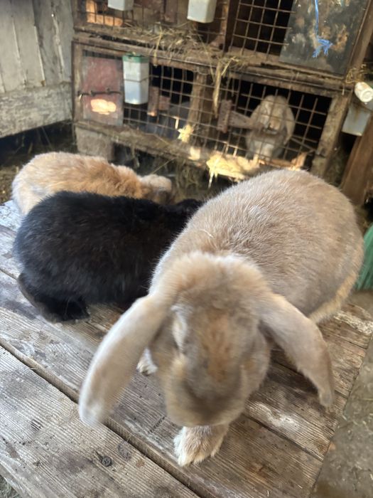 Iepuri  berbec german