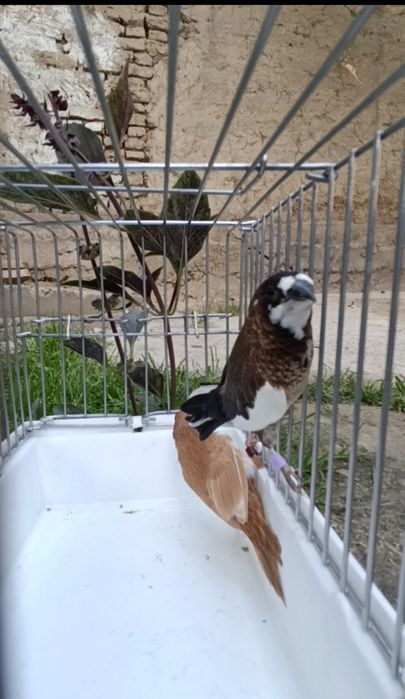 Amadinka yapon parala