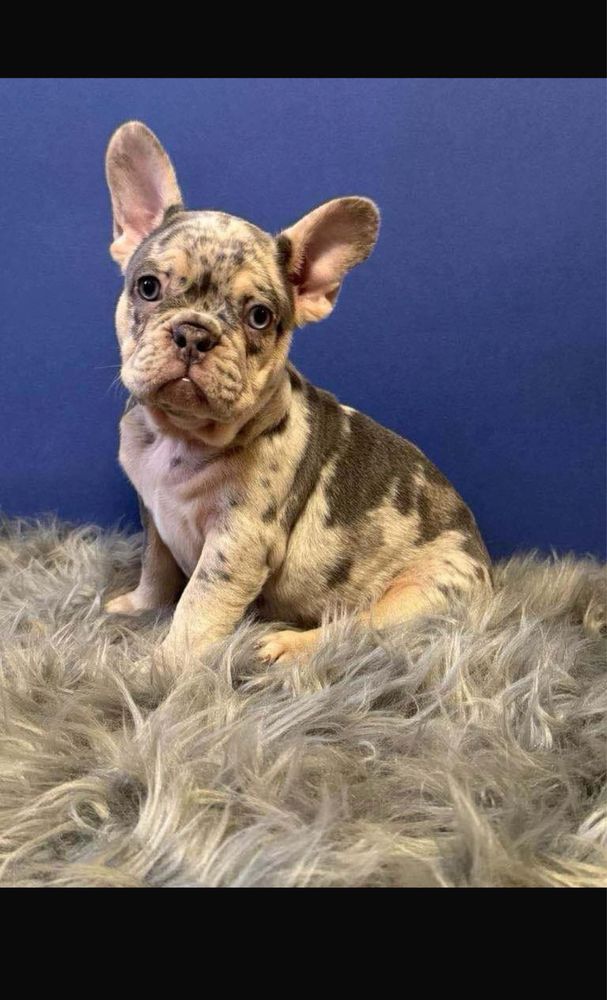 Bulldog Francez Merle