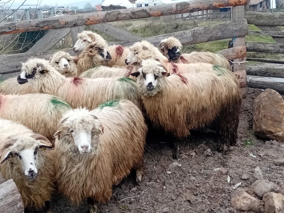 Vand 12 oi mioare la prima fatare