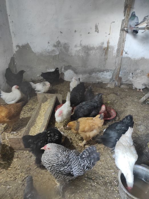 Куры домашние, не дорого