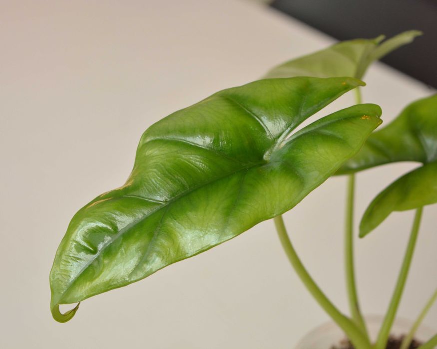 Продам Алоказия Реверса на фитильном поливе