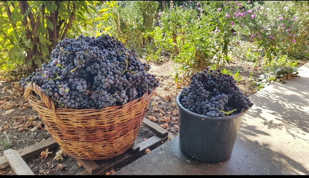 Vand Struguri Merlot 100%  de Dealu Mare