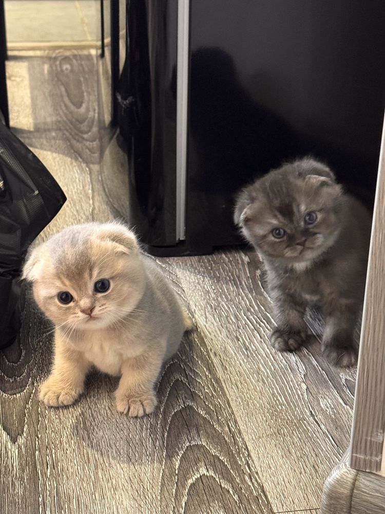 Продам кота золотая шиншилла
