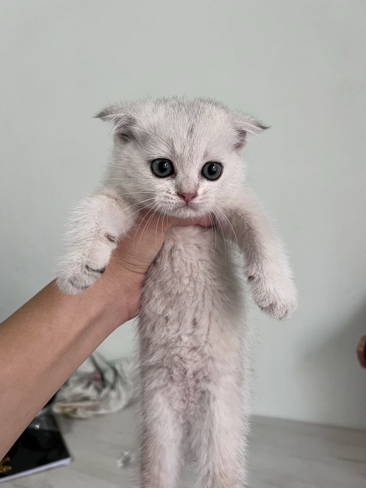 Шотландская кошка 1,5 месяца