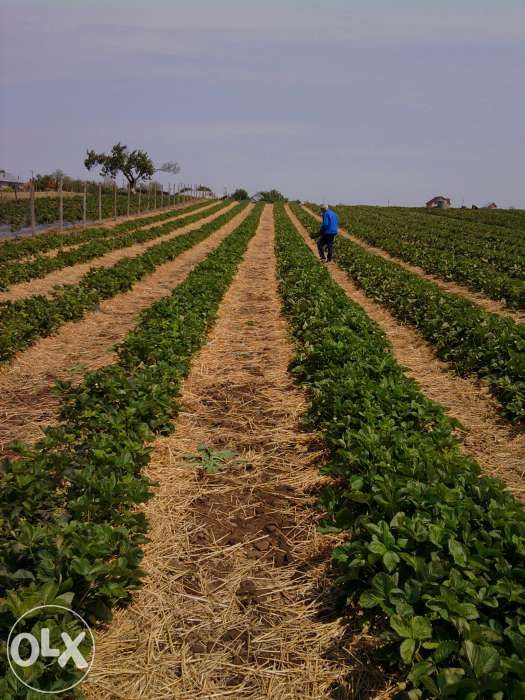 vand stoloni capsuni diverse soiuri remontante ALBION ,sau anuale