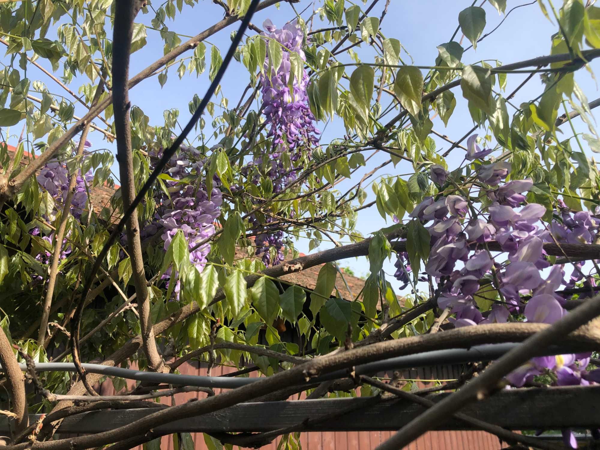 Seminte Glicină cu flori mov (Wisteria sinensis)