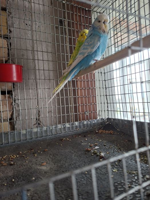 4 пара таёр андуфка спингиллар сотилади