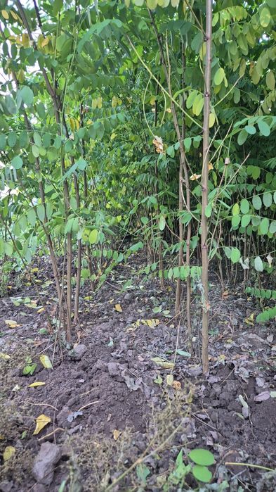 Puieți salcâm soiul robinia pseudoacacia,