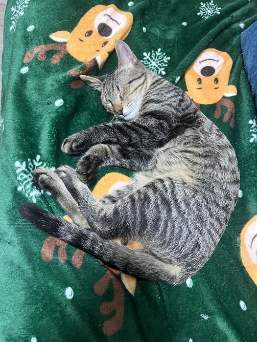 Pui de pisica spre adoptie