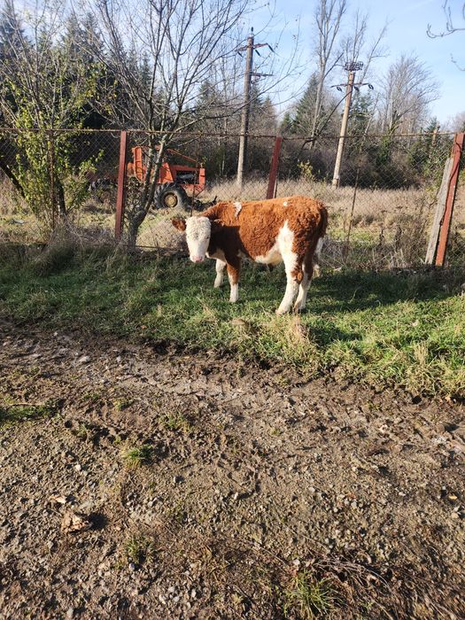 Vând tauras în vârstă de 6 luni
