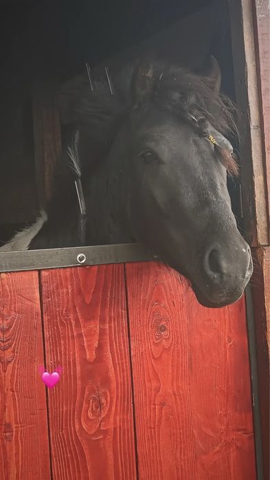 Vând/schimb armăsar Fjord Norvegian&Welsh Pony