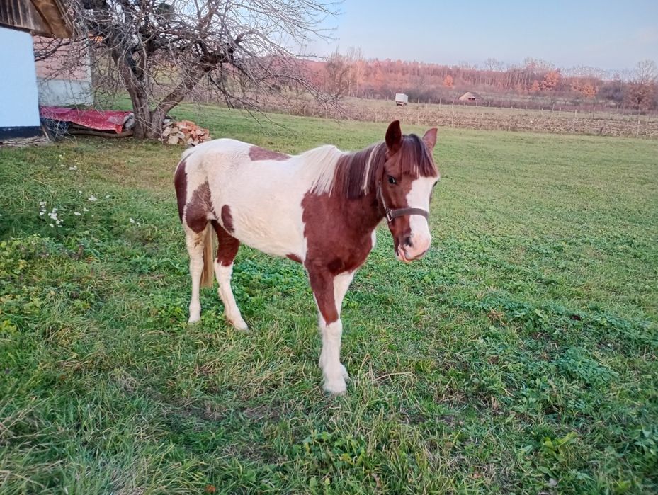 Vând iapă Pinto foarte blândă 6 ani