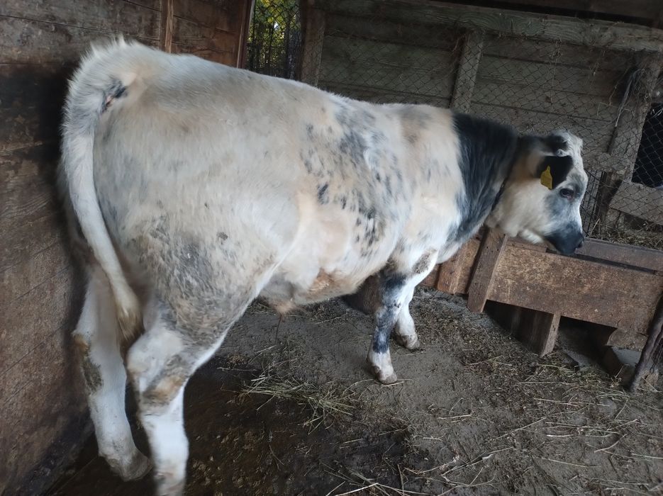 Vitel Albastru Belgian 6 luni jumate, peste 300kg