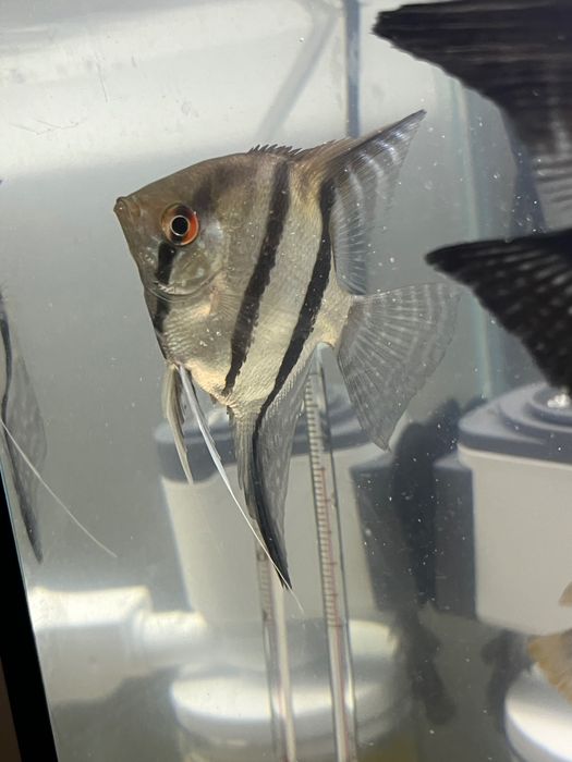 Продам аквариумных рыбок (скалярии, гурами, барбусы, глофиш)