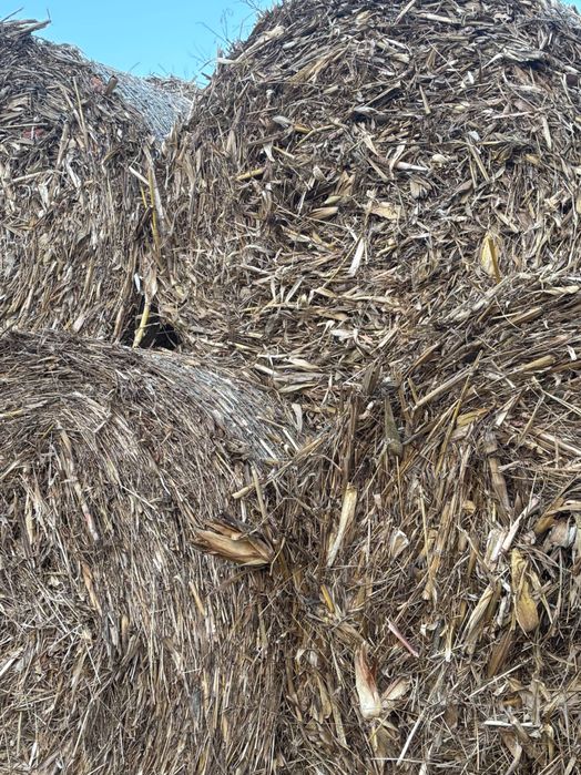 Vând baloți tocătură de porumb