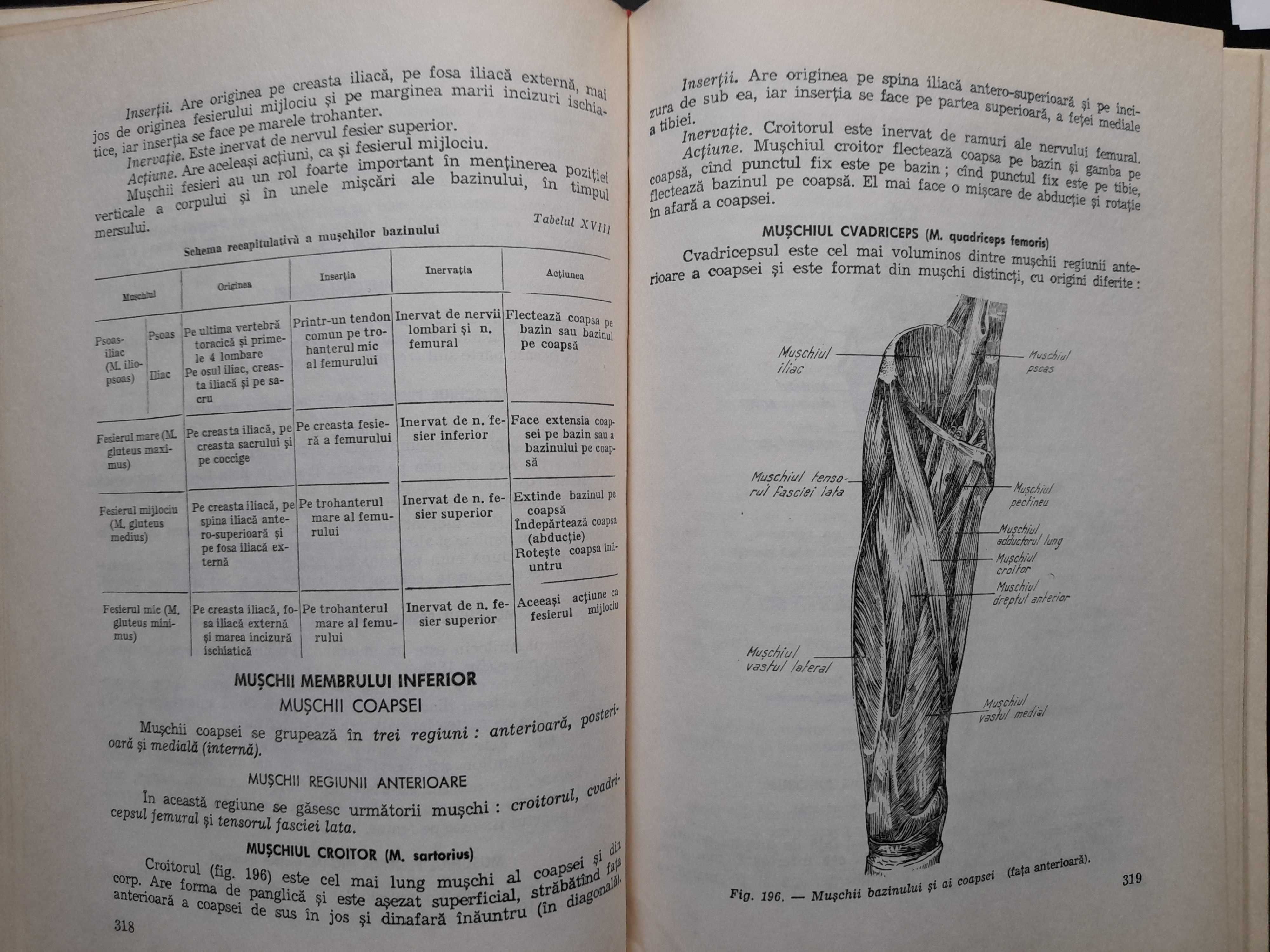 Anatomia si fiziologia omului