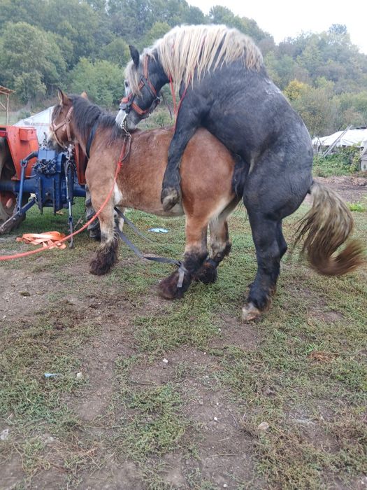 Vând iapa ardeneză