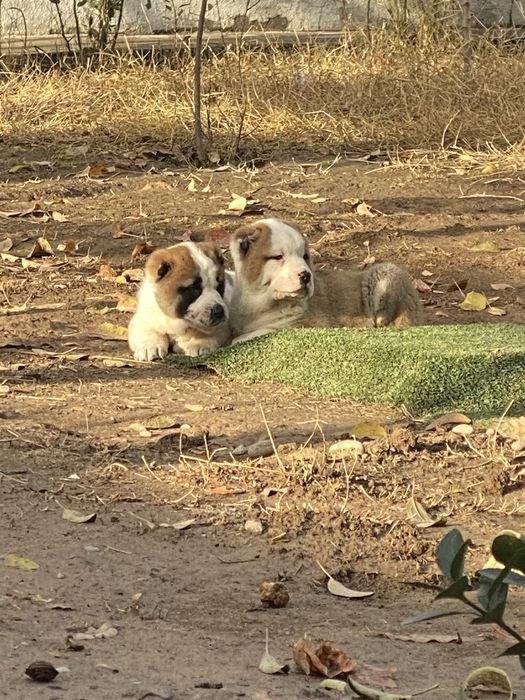 Alabay toza zot алабай 38 дней