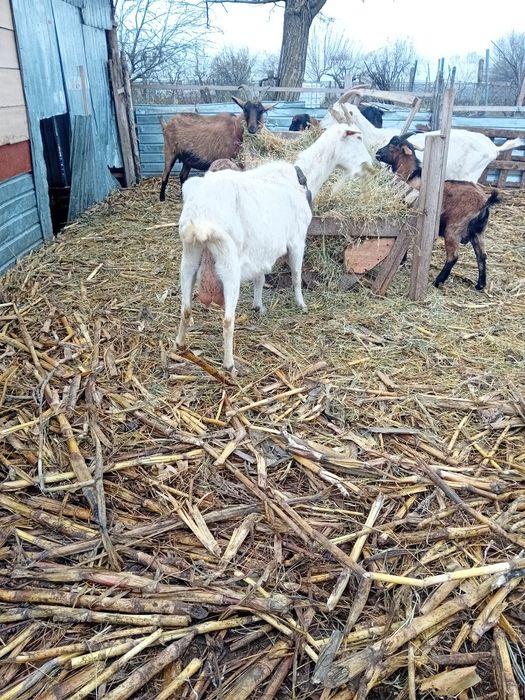 Doua capre sannen gestante