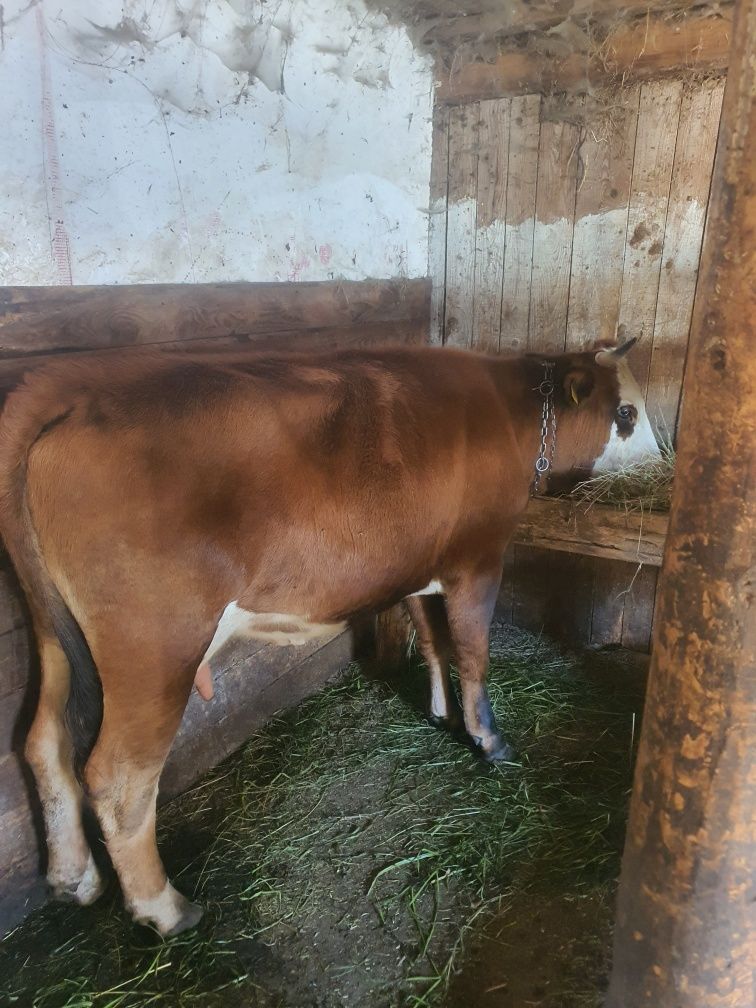 Junca la prima fatare cuminte la muls sau scimb cu vaci de abator .