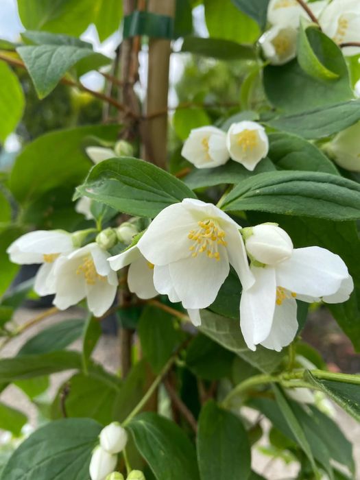 Pomi ornamentali  iasomie parfumata tip pom