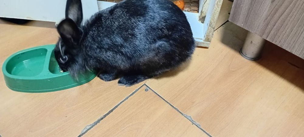 Декоративный кролик