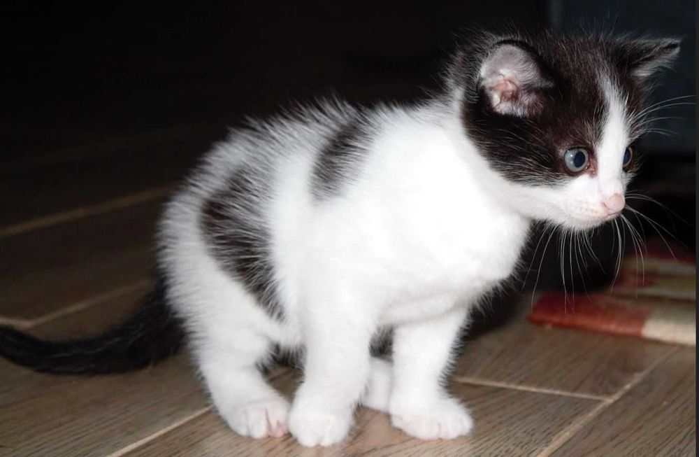 Котёнок 1,5 месяца