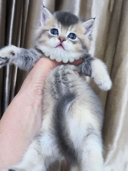 Продаются шикарные котята