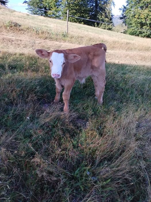 Vand Vaca Baltata Romaneasca cu vitel